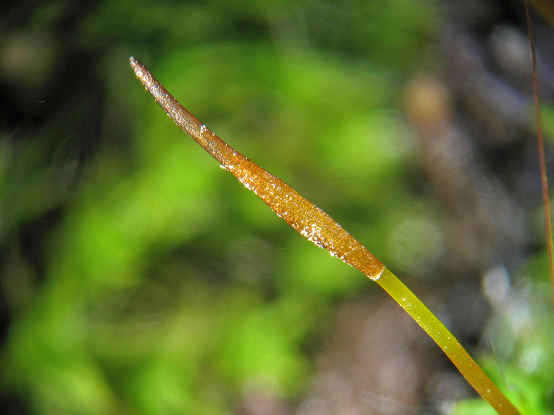 Altro sul cemento - Tortula muralis
